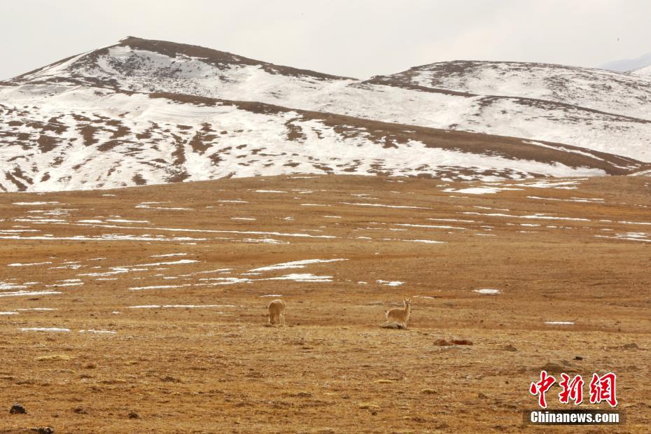 實拍冬季昆侖山腹西寧環(huán)保公司地：野生動物成群結隊