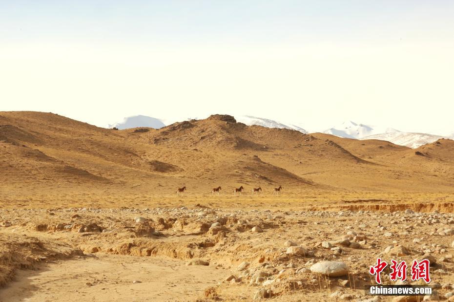 實拍冬季昆侖山腹西寧環(huán)保公司地：野生動物成群結隊