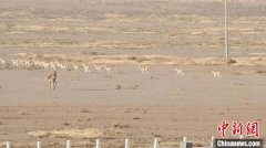 氣溫驟降 野生黃羊、蒙古野驢到中蒙邊境覓食成新年景觀西寧水保